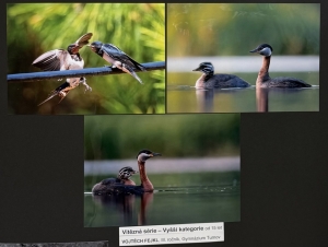 Fotosoutěž