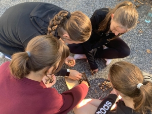 Projekt Krokus